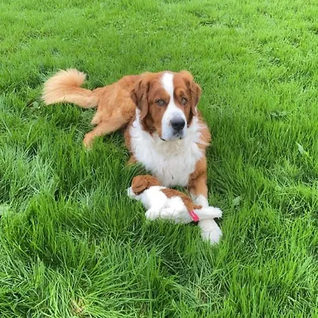 Apartamento Charming East Clare Coolcoosaun